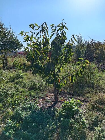 Həyət evləri və villaların satışı: 2 otaqlı, 60 kv. m, Kredit var, Orta təmir — 14