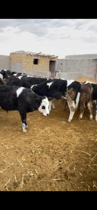 Dana, buzov: Satışda – müxtəlif rənglərdə və yaşlarda dana qrupı. Xüsusiyyətlər: - — 6