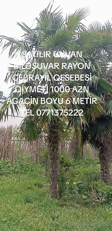 Деревья: Satılır: xurma/palma ağacı • Növ: Dekorativ palma (fan formalı — 1