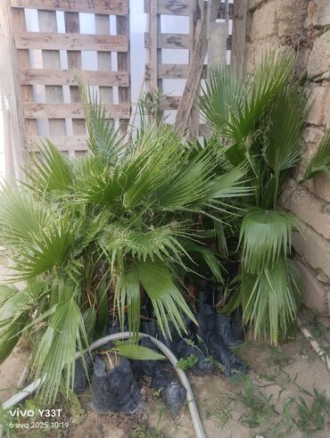 Ağaclar: Satılır: dekorativ bitkilər toplusu - Gül kolları (mini/çalı tipli) – — 28