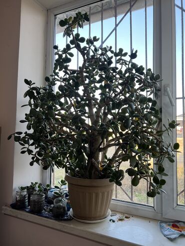 Комнатные растения: Срочно! Денежное дерево, отлично подойдет для офиса. Для любителей