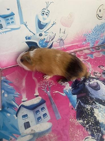 deniz donuzcugu: Deniz donuzcugu ( morskaya svinka) (guinea pig) - Növ: Kobay (guinea — 8