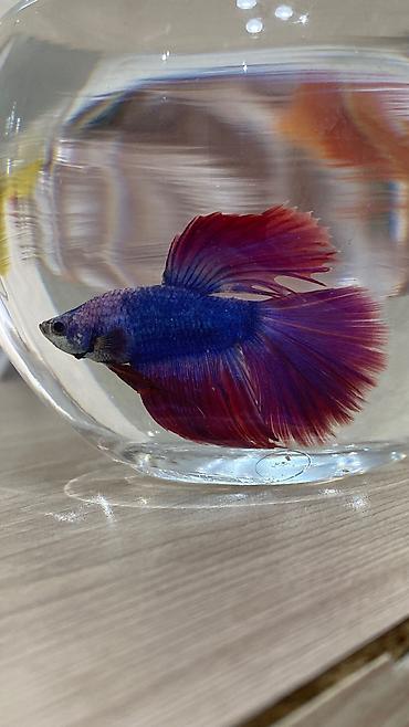 it bazari bakida: Betta (Petuşok balığı), Sülhsevər — 6