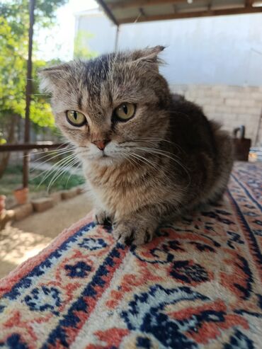 шотландская вислоухая кошка цена: Şotland yastı qulaq, Erkək, Ödənişli çatdırılma