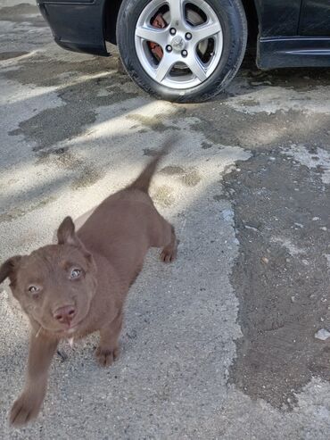 adamcil it: Labrador-retriver, 2 ay, Dişi, Cütləşmə üçün, Ünvandan götürmə