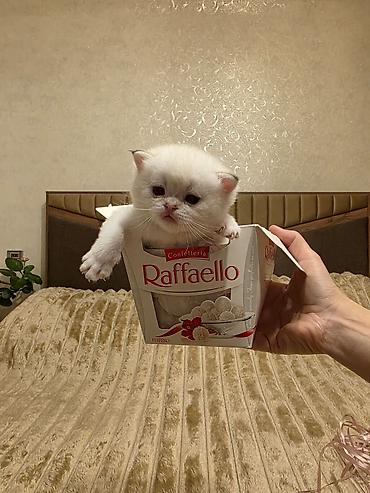 Pişiklər: Britan — 9