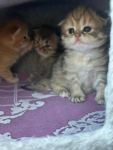 Pişiklər: Şotland — 7