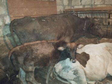 lalafo qoyun satisi: Süd inəyi buzovla birlikdə - Növ: yerli süd istiqamətli inək - Rəng