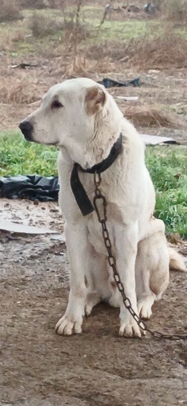 İtlər: Alabay, 8 ay, Erkek, Peyvəndli, Ödənişli çatdırılma — 10