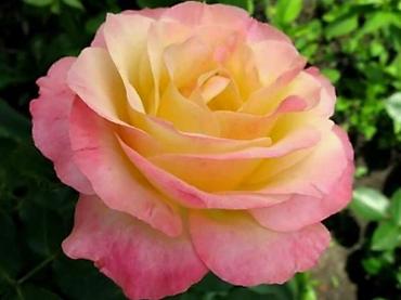 Роза: Розы!!! Розы!!! Розы!!! Саженцы роз!! Ул ташкентская 9 — 5