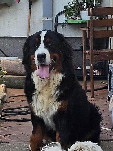doberman cena: Dostupna zenka Bernskog planinskog psa. Starosti 11 meseci- — 3