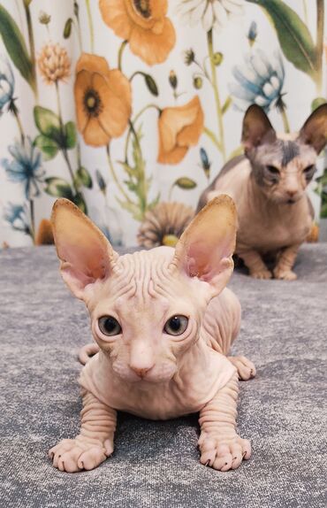 котята донского сфинкса: Котёнок породы канадский сфинкс, резинка, мальчик,2 месяца, лоток5+
