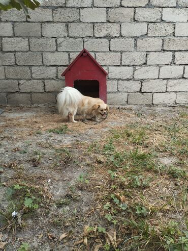 Tavalar: Pekines satilir dişidi
