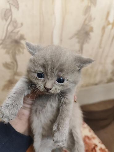 Pişiklər: Britan — 14