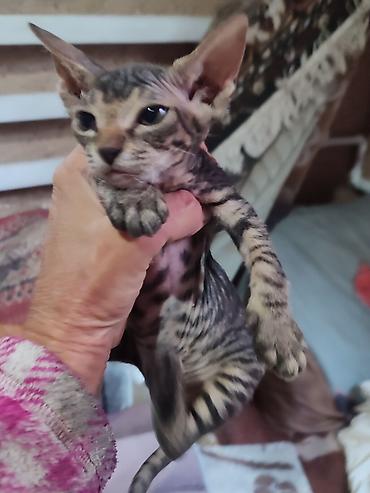 ошейник для кошек с gps: Сфинкс, 1 месяц, Мальчик, Приучена к лотку — 3