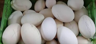 Птицы: КУПЛЮ инкубационное гусиное яйцо на постоянной основе. Ватсапп