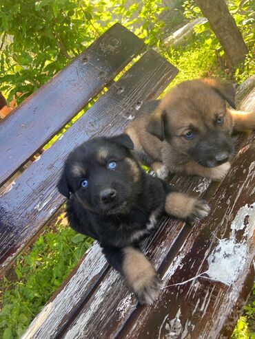 карманная собака: 6 husky puppies available 2 are odd eyes 👀