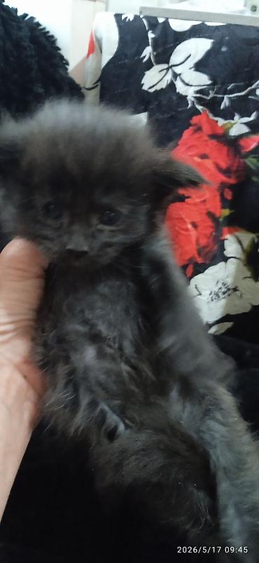 Продажа кошек: Мейн-кун, 1 месяц, Мальчик at lalafo.kg — 3 Продажа кошек: Мейн-кун, 1 месяц, Мальчик — 3