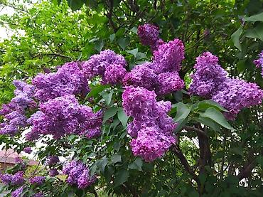 Сирень: Продаю саженцы. Сажать и пересаживать нижеперечисленное нужно весной — 3