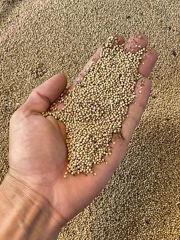 офисные столы бишкек: 🌱 Производитель: СХКК «ЫНТЫМАК АГРО» 🇰🇬 Выращено в Кыргызской — 1
