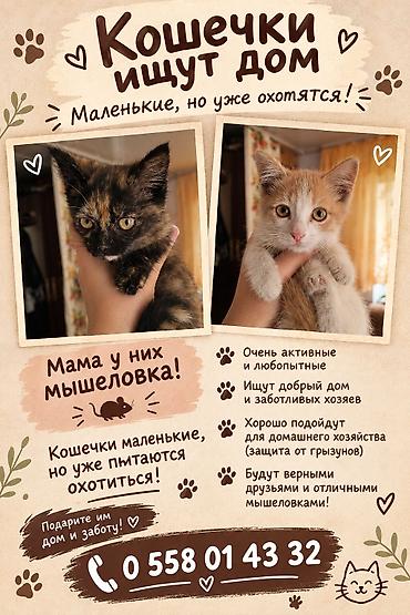 куда можно отдать кошку в бишкеке: Кошка даром: Беспородная, Девочка — 1