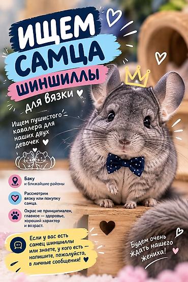 animatorlar bakida: 🐭💙 ИЩЕМ САМЦА ШИНШИЛЛЫ ДЛЯ ВЯЗКИ! 💙🐭 Ищем пушистого кавалера для наших — 1