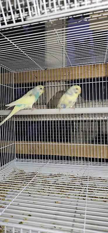 породы собак в бишкеке: 🐦 ВОЛНИСТЫЕ ПОПУГАИ РАЗНЫХ ПОРОД И ОКРАСОВ! 🌈 Предлагаю большой выбор — 9
