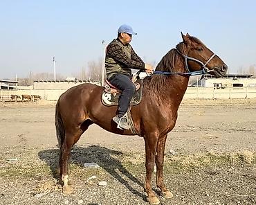 Лошади, кони: Продаю | Конь (самец) | Рабочий — 10