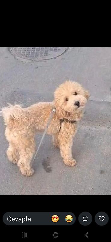 heyvanlar: Maltipoo/poo tipli balaca it balaları - Şirin, yumşaq, qıvrım və ya — 9