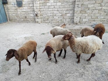 Quzu: Dişi, Qala, il: 1, 70 kq, Damazlıq, Ünvandan götürmə, Ödənişli çatdırılma