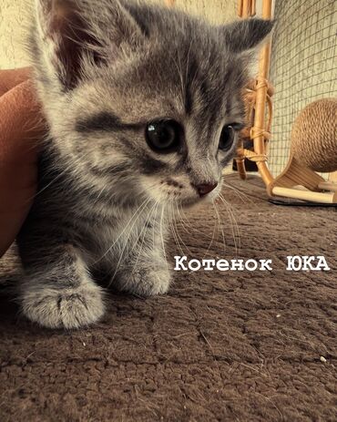 Отдам даром кошку: Кошка даром: Беспородная, 1 месяц, Девочка, Приучена к лотку, Проглистована, С документами