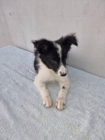 Psi: Štenci Border Collie oštenjeni 01. juna očišćeni od parazita više — 10