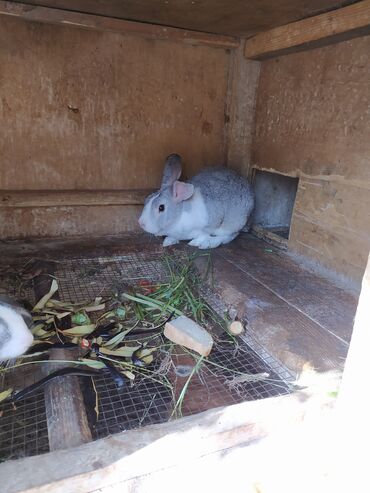 Dovşanlar: Tam saglam dovwanlardir.her qiymete dovwan olur.balalar 5 manatdan — 9