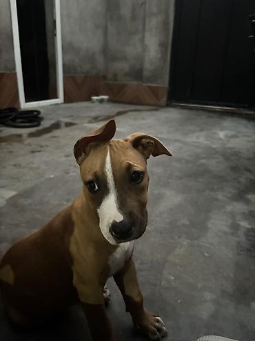 it bazarinda qiymetler: Pitbul, 2 ay, Dişi, Peyvəndli, Ünvandan götürmə — 1
