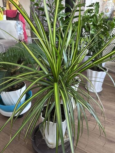 Замиокулькас (Долларовое дерево): Замиокулькас, также известный как долларовое дерево, представлен в — 12