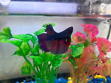 Akvariumlar: Masaüstü akvarium seti - Şüşə akvarium: düzbucaqlı forma, kompakt — 5