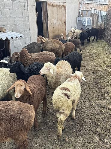 Баран, овца: Продаю | Овца (самка), Ягненок, Баран (самец) | Гиссарская, Полукровка, Меринос | На забой, Для разведения, Для шерсти | Племенные, Кастрированные, Осеменитель — 16