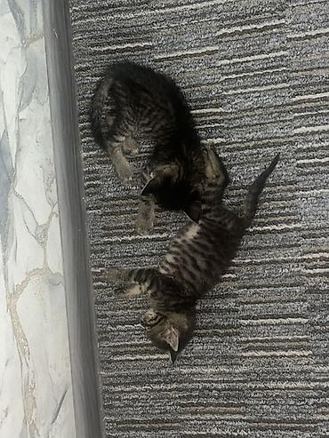 маленькие котята: Кошка даром: Беспородная, 3 месяца, Девочка, Приучена к лотку — 4