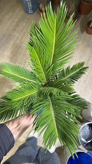 Другие комнатные растения: Комнатные растения в горшках-декоративнолиственные и цветущие виды. В — 8