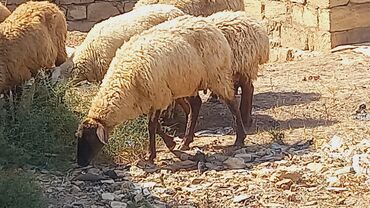 qurbanliq qoyun satisi: Dişi, il: 3, Ödənişli çatdırılma