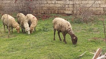 Mal-qara: Dişi, il: 4, Ödənişli çatdırılma