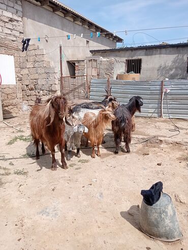 hələp keçiləri: Dişi, Hələb, il: 1, 1 kq, Damazlıq, Ödənişli çatdırılma
