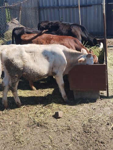 Коровы, быки: Продаю | Музоо, торпок | Ангус, Айрширская | Для разведения, Для молока | Искусственник