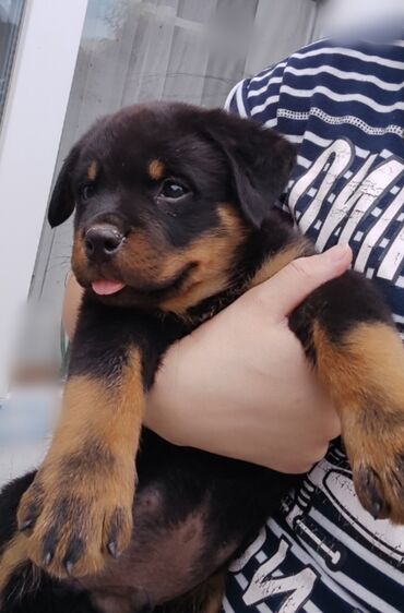 корм для скот: Ротвейлер, 2 месяца, Самка, С прививкой, С родословной