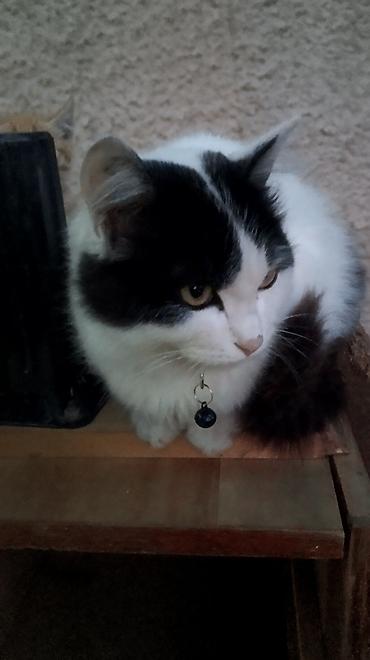 Находка и пропажа кошек: Пропала : Беспородная, Девочка, Белый — 5