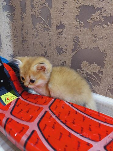 Pişiklər: Qızıl şinşilla, Erkək, Dişi, Ünvandan götürmə — 1