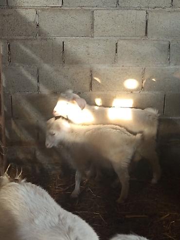 Козы, козлы: Продаю | Коза (самка) | Для разведения — 14