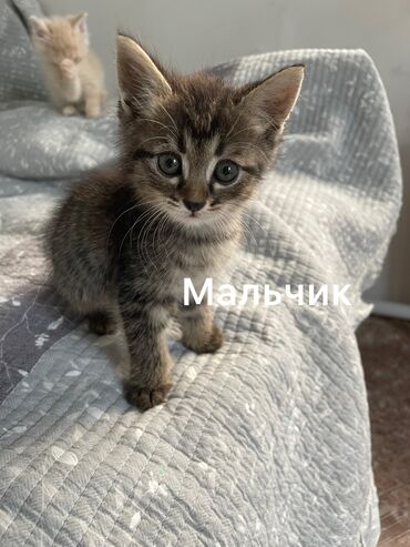 объявления о найденных животных: Отдам в самые хорошие руки котят рождённые 20 июля, и их маму, срочно
