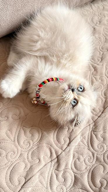 Pişiklər: Fars — 3