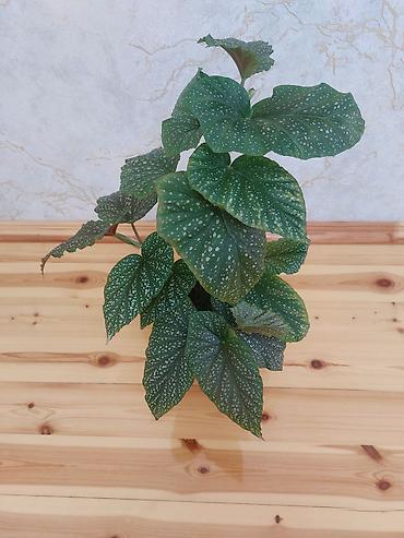 beqoniya: Qapalı güllər – 2 növ dekorativ bitki birgə 1) Aspidistra (Cast Iron — 4